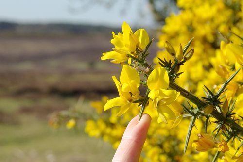 gorse thorn