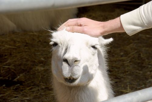 Michel petting a llama