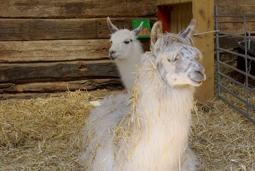 llama in straw