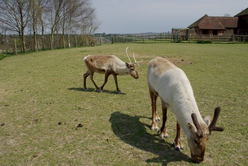 reindeer