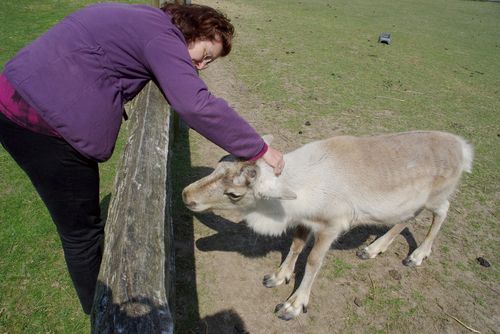 Laura petting a reindeer