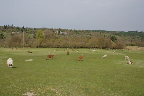 Llamas in a field