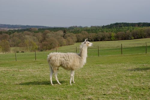 llama