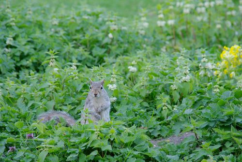 squirrel