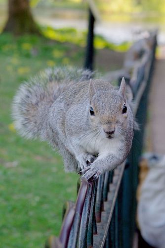 squirrel