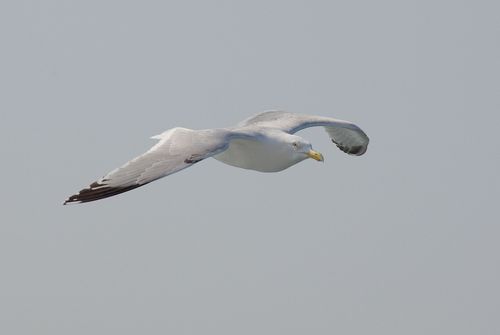 gull