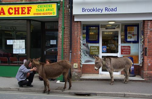 donkeys in the street