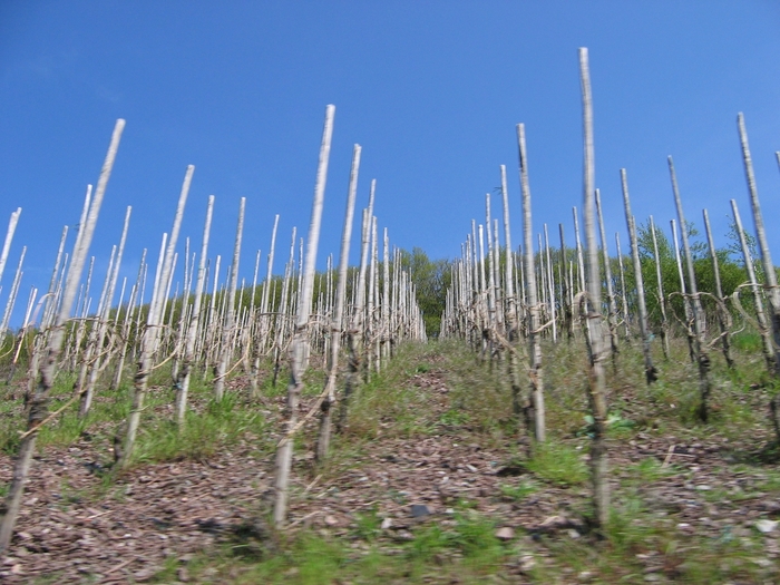 grape vines