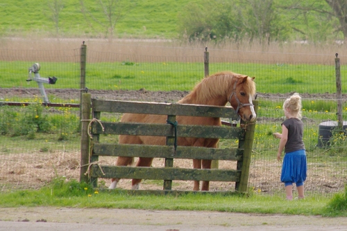 feeding a horse