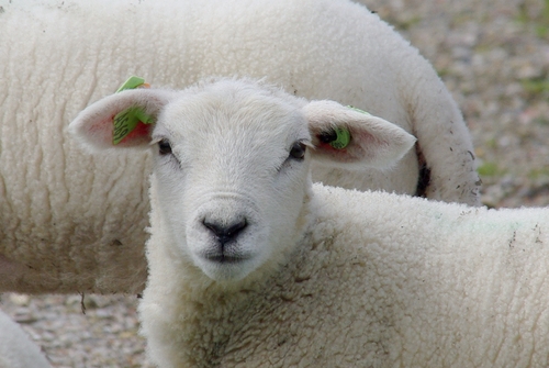 lamb