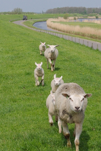 schapen