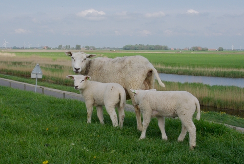 schapen