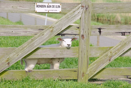 lammetje achter een hek