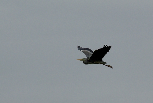 reiger