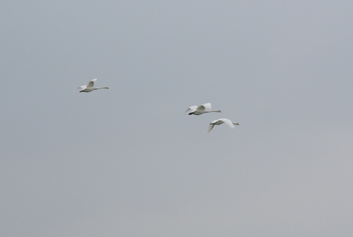 swans
