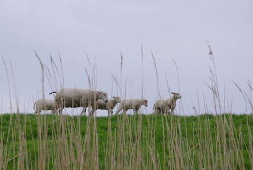 sheep and lambs