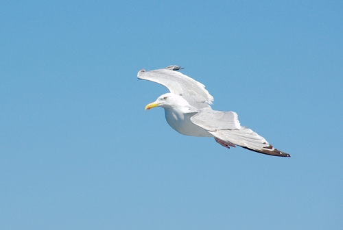 gull