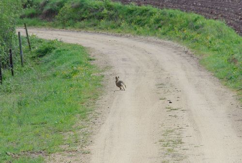 rabbit