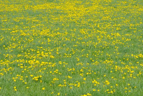 dandelions