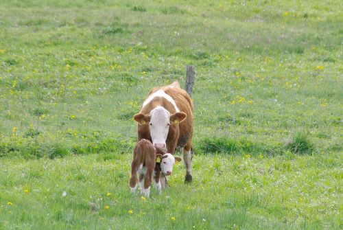 cow and calf