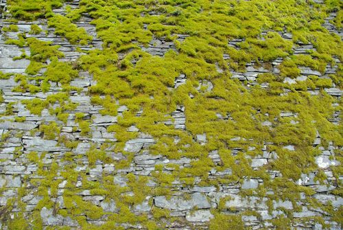 mossy wall