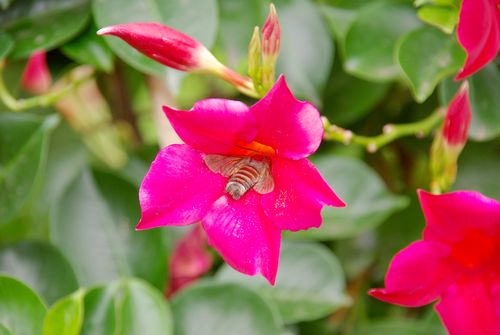 hummingbird hawk-moth