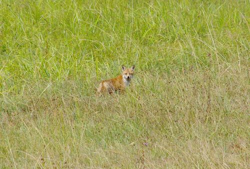 fox