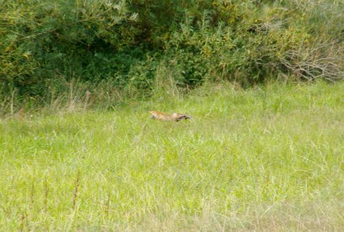 fox in the Harz