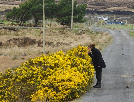 Laura smells the gorse