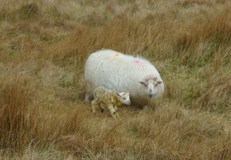 sheep with a newly born lamb