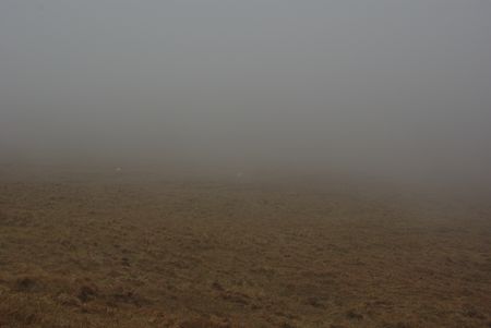 twee schapen in de mist