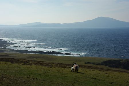 two sheep looking out over the sea