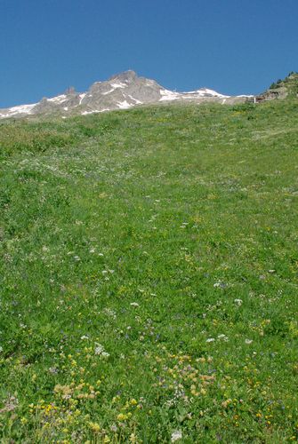 alpine meadow