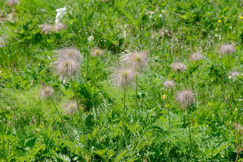 planten