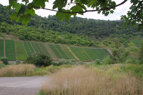 banks with grapes