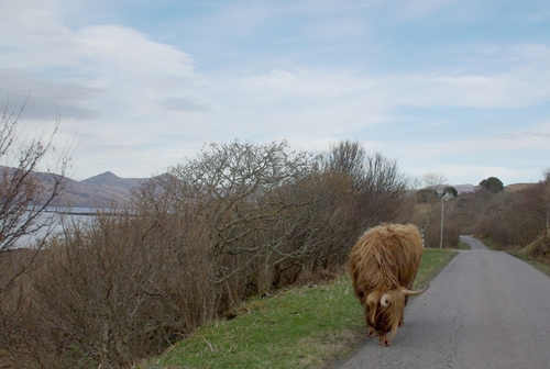 Highland cattle