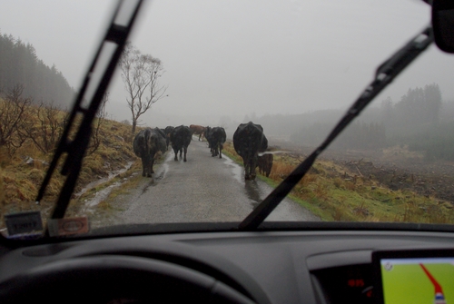 cattle on the road