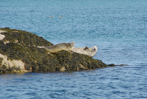 zeehonden