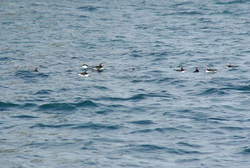 puffins