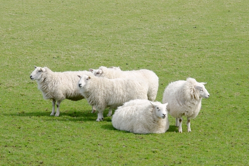 schapen