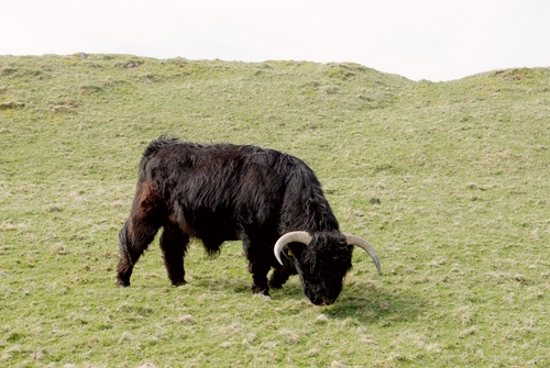 Highland cattle bull