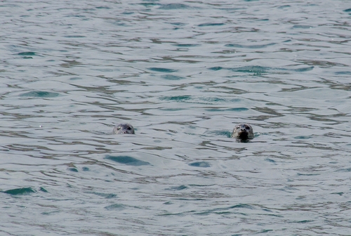 seals