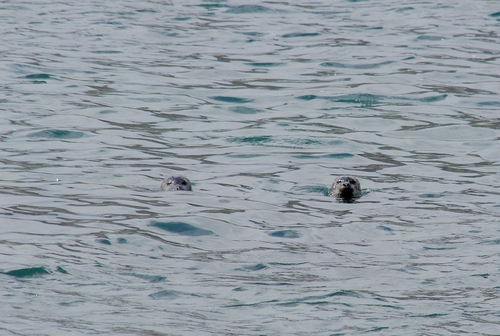 zeehonden