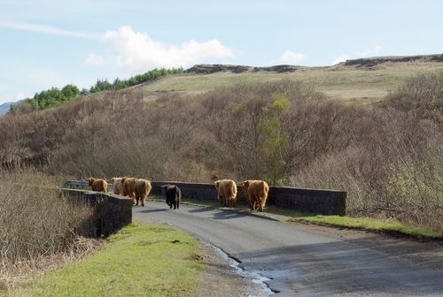 Schotse hooglanders