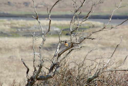 European stonechat