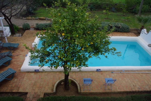 swimming pool and lemon tree