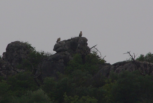 snake eagles