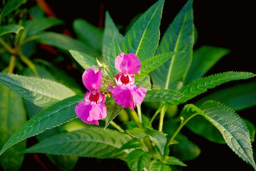 flowers