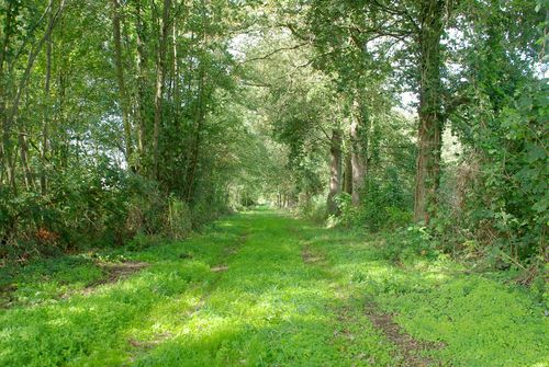 forest road