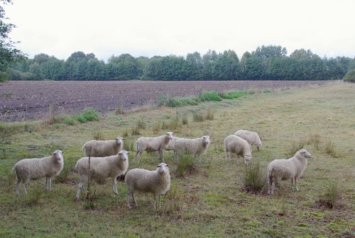 schapen